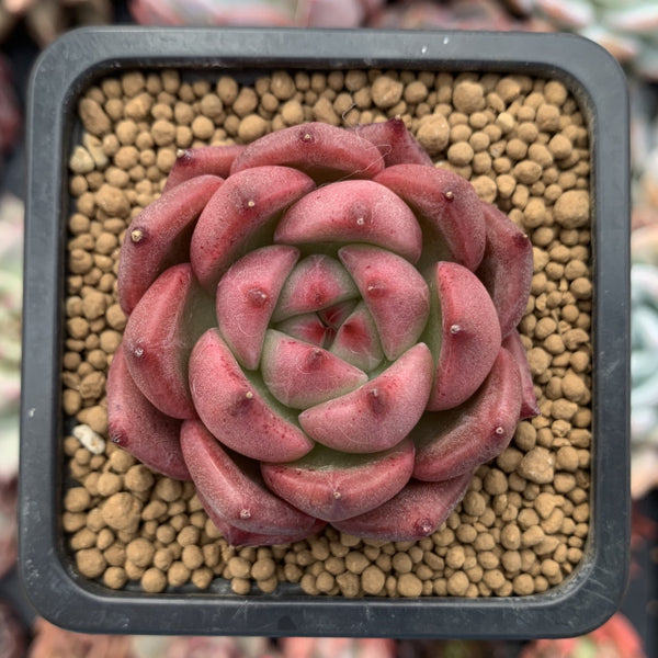 Echeveria Agavoides 'Honey Pink' 1" Succulent Plant