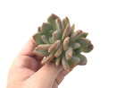 Echeveria 'Zenith' Cluster 4" Rare Succulent Plant