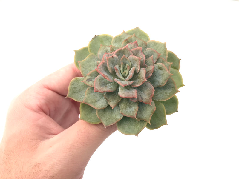 Echeveria 'Fiona' Variegated 3" Rare Succulent Plant