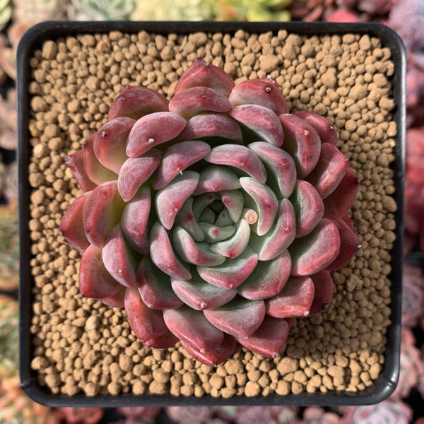 Echeveria 'Cortes' 3"-4" Succulent Plant