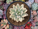 Graptoveria 'Opalina' Variegated 3"-4" Very Rare Succulent Plant