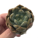 Echeveria 'Zenith' 2"-3" Succulent Plant