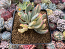 Cotyledon 'Orbiculata' Variegated 4" Succulent Plant