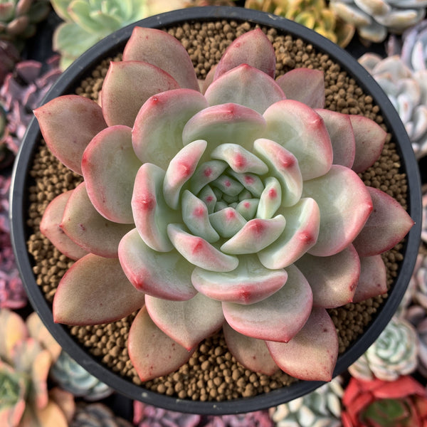 Echeveria 'Ariel' 5"-6” Large Succulent Plant