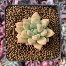 Echeveria 'McCol' 1" Succulent Plant