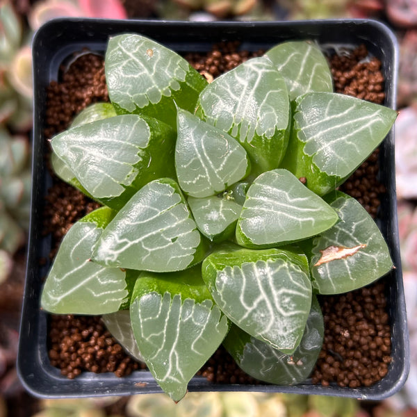 Haworthia 'Tsukikage' 3" Succulent Plant