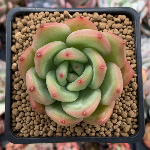 Echeveria 'Rainbow Charlotte' 2" Succulent Plant