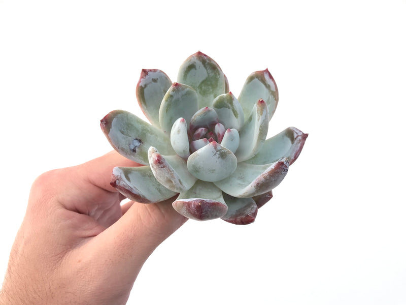 Echeveria 'Trumso' 4" Succulent Plant