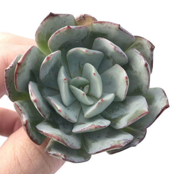 Echeveria 'Milkis' 2" New Hybrid Powdery Succulent Plant