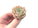 Echeveria sp. 2" Succulent Plant