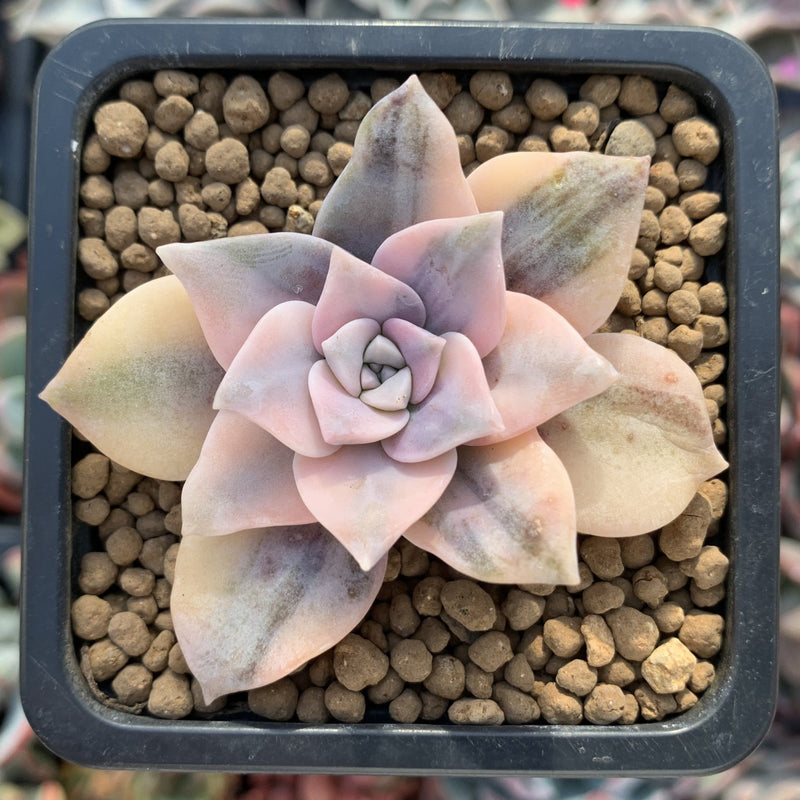 Quetzalcoatlia 'Pentandra Superba' Variegated 1" Succulent Plant (Formerly Graptopetalum 'Pentandrum Superbum' Variegated)