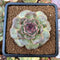 Echeveria Agavoides 'Black Coco' 3" Succulent Plant