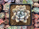 Echeveria 'Monroe Queen' 2" Powdery Succulent Plant