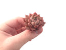 Echeveria 'Jelly Peach' Small 1" Succulent Plant