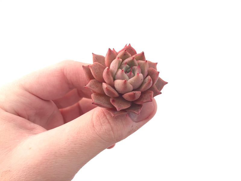 Echeveria 'Jelly Peach' Small 1" Succulent Plant