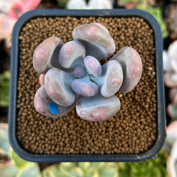 Pachyphytum 'Bracteosum' 1"-2" Succulent Plant