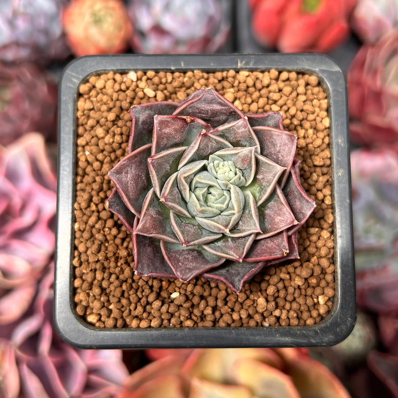 Echeveria 'Water Drop' 1" New Hybrid Succulent Plant