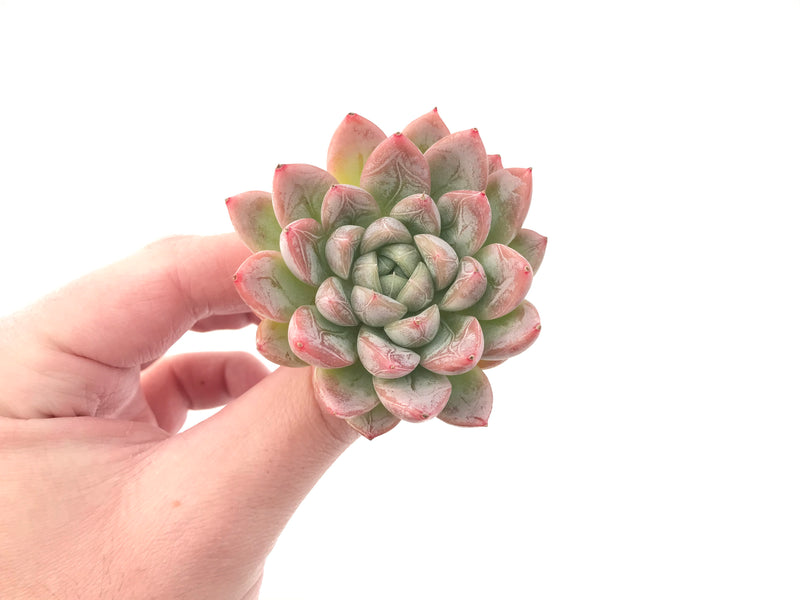 Echeveria 'Elsa' 2" Powdery Succulent Plant