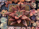 Echeveria Agavoides 'Psyche' 3" Succulent Plant