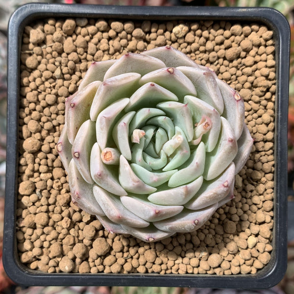 Echeveria 'Amanda' 2" Succulent Plant