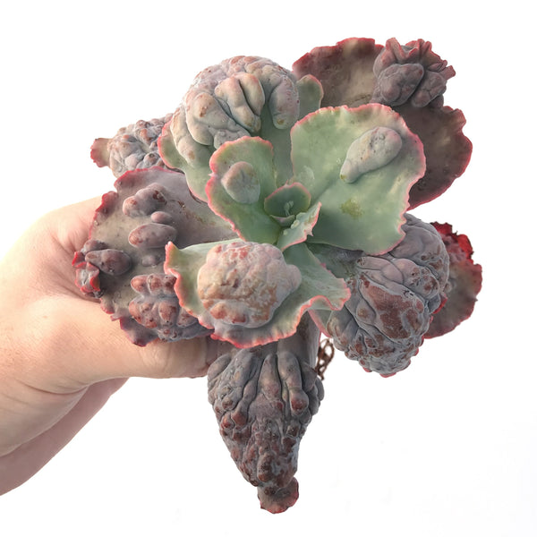 Echeveria 'Etna' Large 5" Succulent Plant