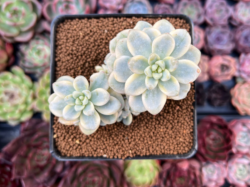 Sedum 'Clavatum' Variegated 2"-3" Cluster Succulent Plant