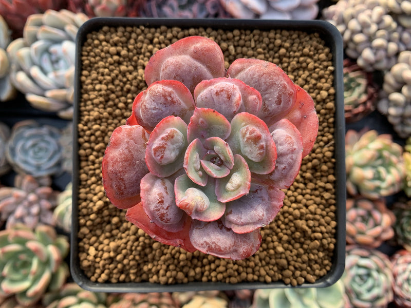 Echeveria 'Raindrop' 3" Succulent Plant