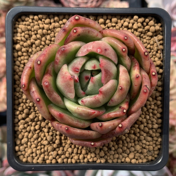 Echeveria Agavoides 'Jillian' Variegated 2" Succulent Plant