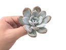 Echeveria 'Laui' 2" Powdery Succulent Plant