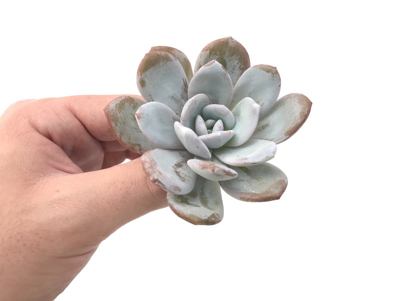 Echeveria 'Laui' 2" Powdery Succulent Plant