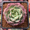 Echeveria 'Apple Pie' 1"-2" Succulent Plant