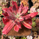 Echeveria 'Diamond State' Variegated 5"-6" Succulent Plant