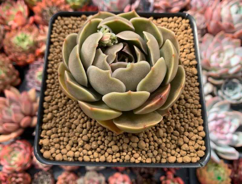 Echeveria 'Kisses' 3"-4" Succulent Plant