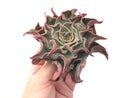 Echeveria 'Madiba' Selected Clone 5" Succulent Plant