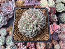 Echeveria 'White Farm' Double Headed Cluster 2"-3" Succulent Plant