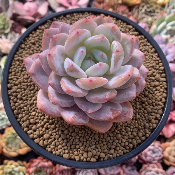 Echeveria 'Orange Monroe' 4" Succulent Plant