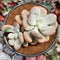 Pachyphytum 'Bracteosum' 4" Succulent Plant