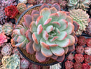 Echeveria 'Star Mark' Extra Large 6"-7" Powdery Succulent Plant