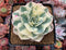 Echeveria 'Compton Caoursel' Variegated 4" Succulent Plant