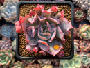 Echeveria 'Trumpet Pinky' 2"-3" Succulent Plant