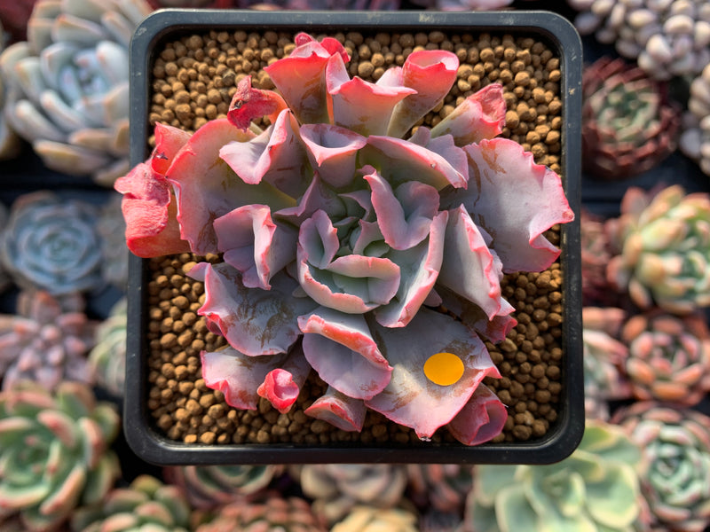 Echeveria 'Trumpet Pinky' 2"-3" Succulent Plant