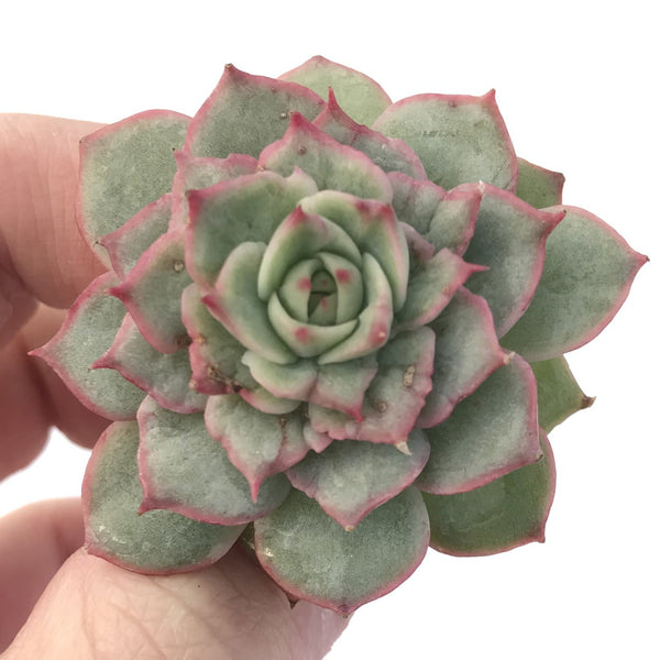 Echeveria 'Ice Love' Variegated 3" Succulent Plant