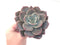 Echeveria 'Bianca' 4" Large Powdery Succulent Plant