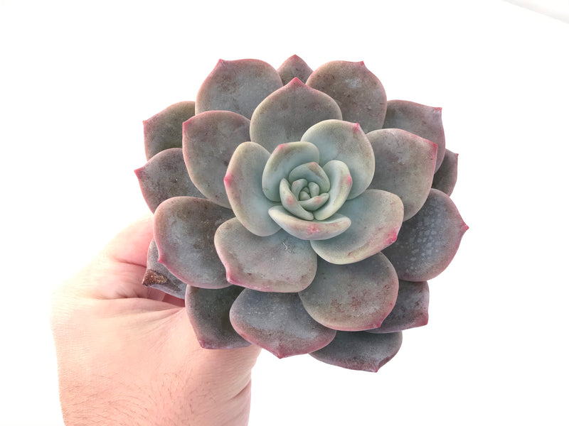 Echeveria 'Bianca' 4" Large Powdery Succulent Plant