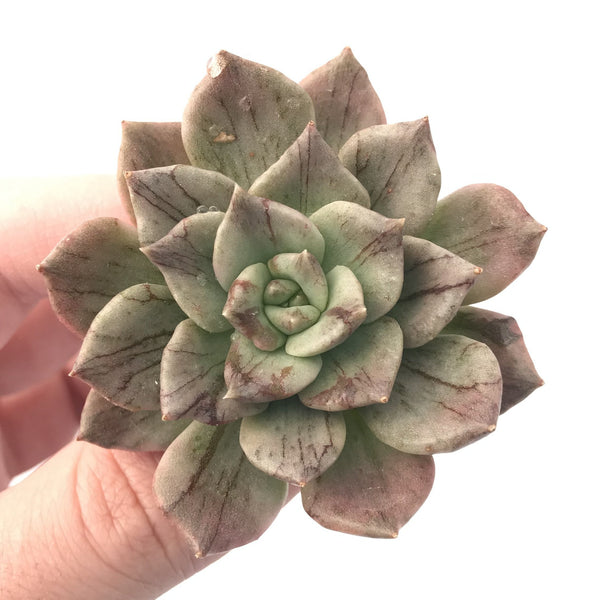 Echeveria 'Silver Prince’ Variegated 2"-3” Rare Succulent Plant