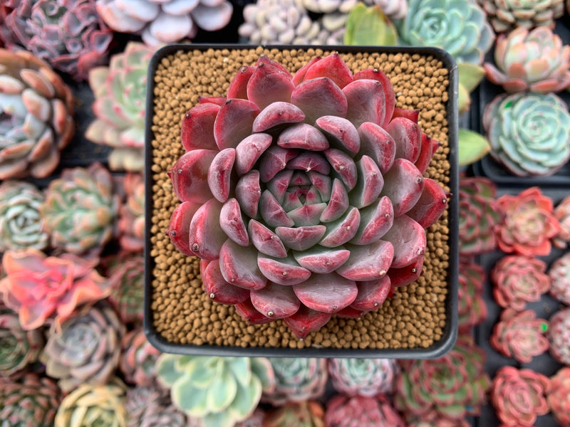 Echeveria 'Cortes' 4" Succulent Plant