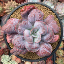 Echeveria 'Linguas' 4"-5" Succulent Plant