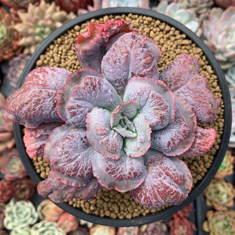 Echeveria 'Linguas' 4"-5" Succulent Plant