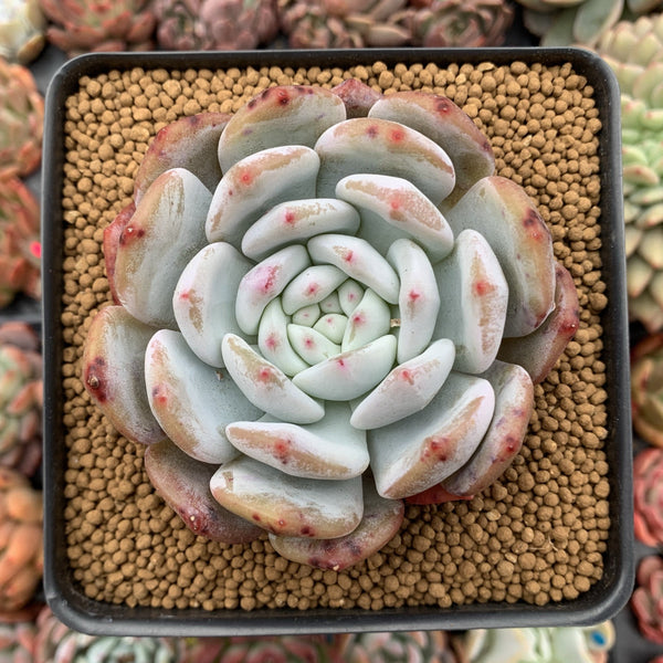 Echeveria 'Orange Monroe' 4" Powdery Succulent Plant