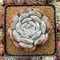 Echeveria 'Orange Monroe' 4" Powdery Succulent Plant